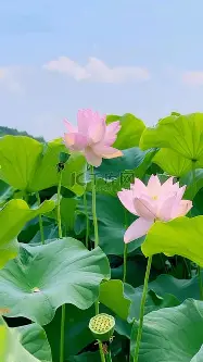 武磊CBA外援新规结果意外(武磊出战队内赛 新闻)